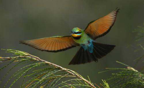 Rainbow Bee-eater