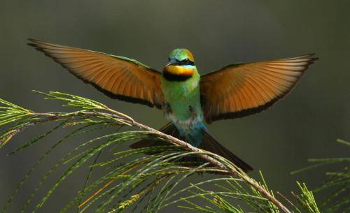 Rainbow Bee-eater