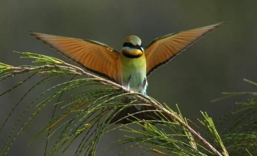 Rainbow Bee-eater