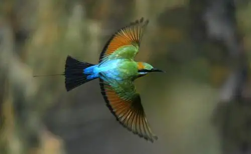 Rainbow Bee-eater