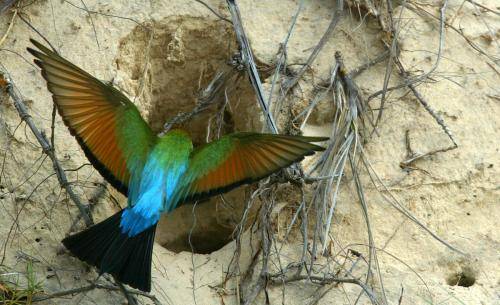 Rainbow Bee-eater