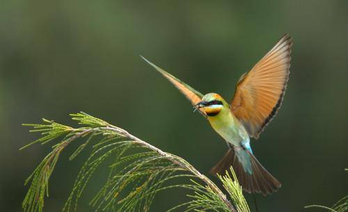 Rainbow Bee-eater