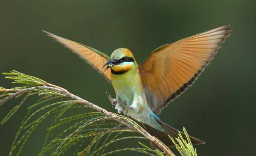 Rainbow Bee-eater