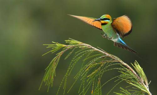 Rainbow Bee-eater
