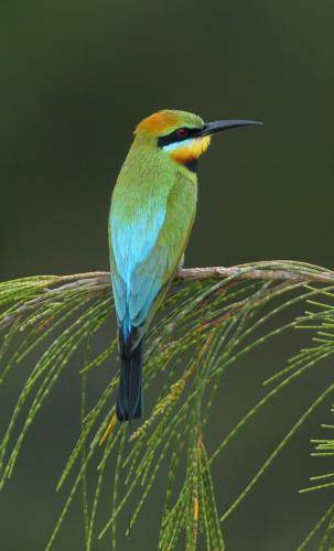 Rainbow Bee-eater