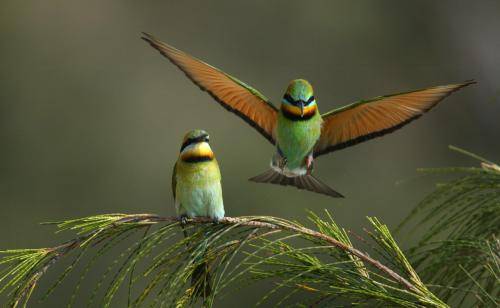 Rainbow Bee-eater