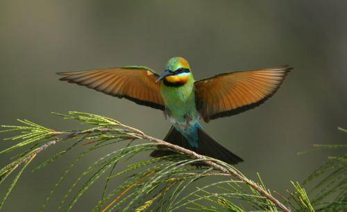 Rainbow Bee-eater