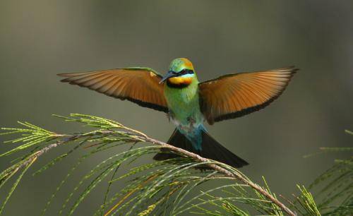 Rainbow Bee-eater