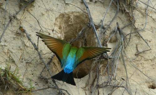 Rainbow Bee-eater