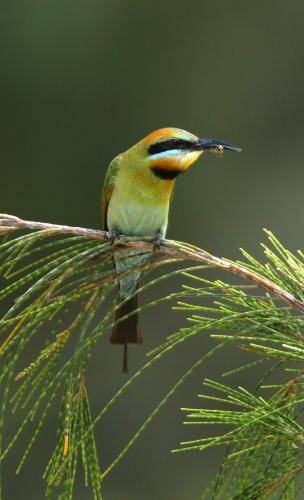 Rainbow Bee-eater