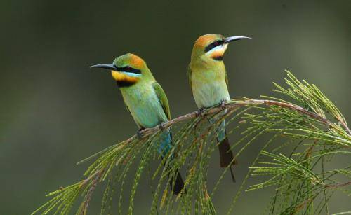Rainbow Bee-eater