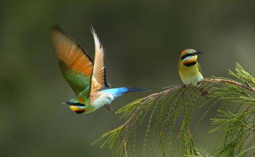 Rainbow Bee-eater