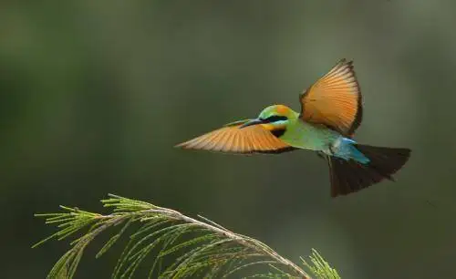 Rainbow Bee-eater