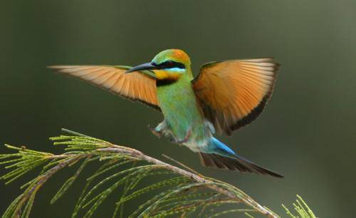 Rainbow Bee-eater