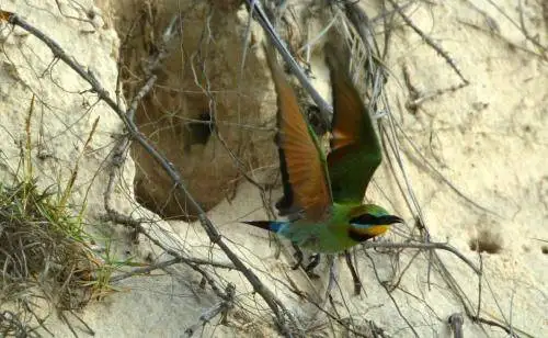 Rainbow Bee-eater
