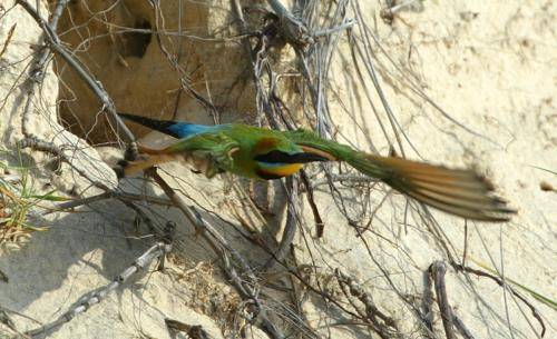 Rainbow Bee-eater