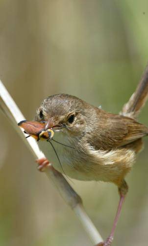 Red backed Fairy-Wren