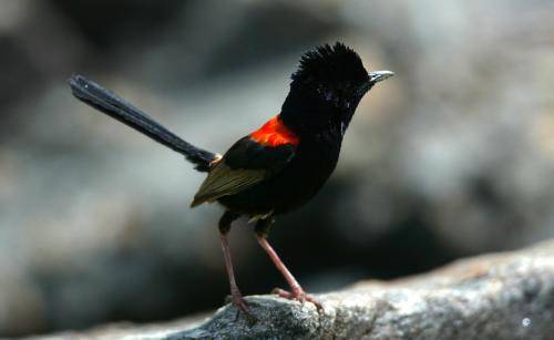 Red backed Fairy-Wren
