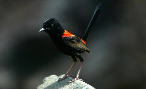 Red backed Fairy-Wren