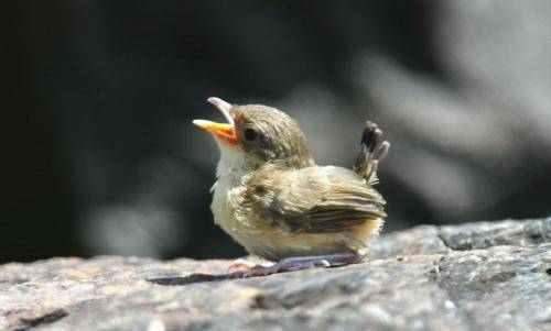 Red backed Fairy-Wren