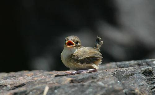 Red backed Fairy-Wren