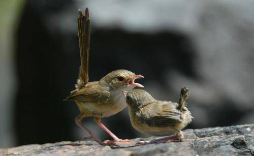 Red backed Fairy-Wren