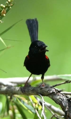 Red backed Fairy-Wren