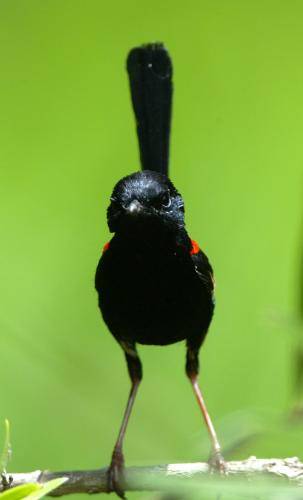 Red backed Fairy-Wren