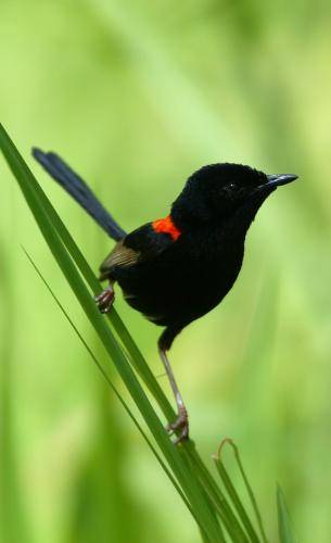 Red backed Fairy-Wren