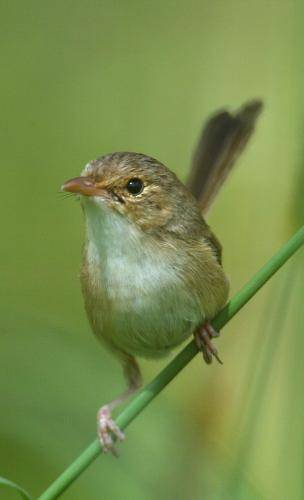 Red backed Fairy-Wren