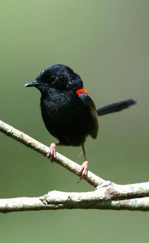 Red backed Fairy-Wren