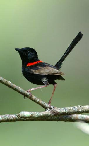 Red backed Fairy-Wren