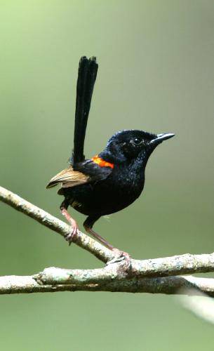 Red backed Fairy-Wren