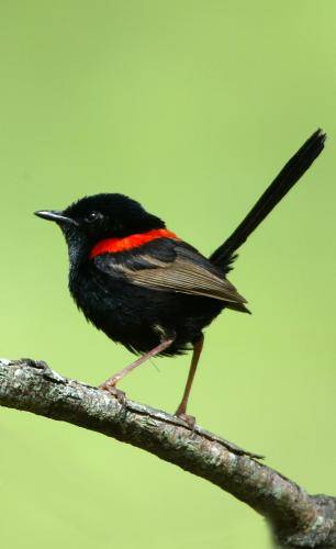Red backed Fairy-Wren