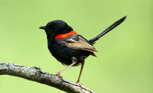 Red backed Fairy-Wren