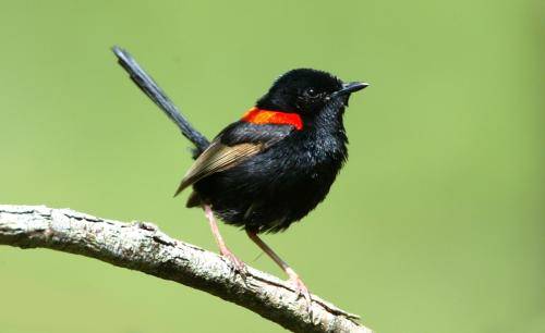 Red backed Fairy-Wren