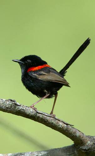 Red backed Fairy-Wren