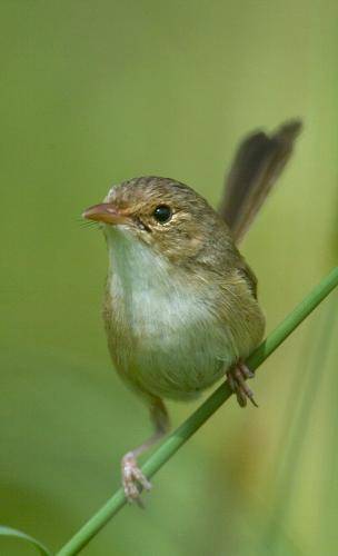 Red backed Fairy-Wren