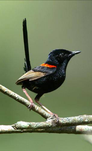 Red backed Fairy-Wren