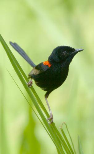 Red backed Fairy-Wren