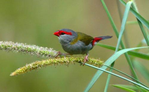 Red browed Finch