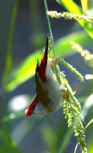 Red browed Finch