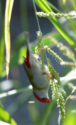Red browed Finch