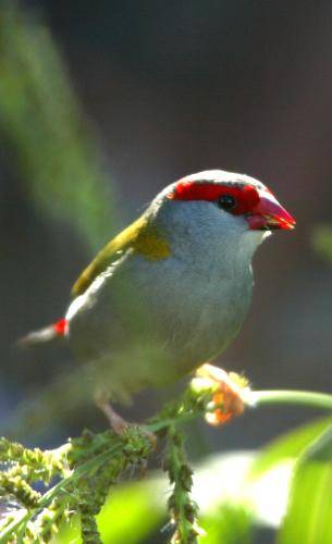 Red browed Finch