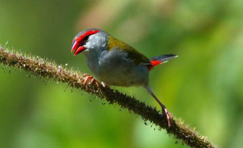 Red browed Finch
