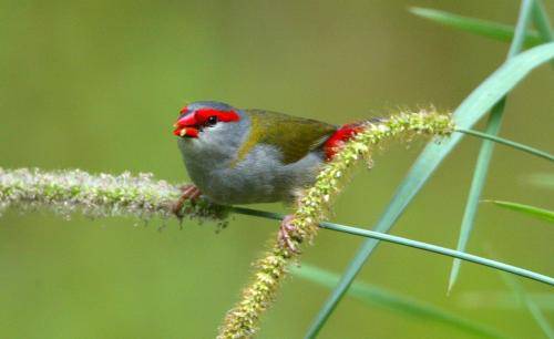 Red browed Finch