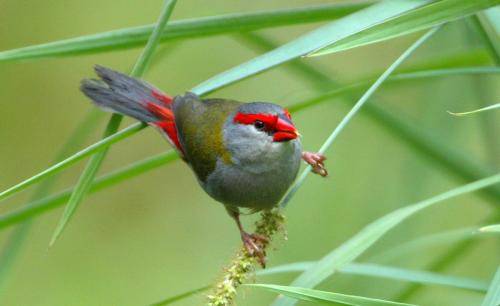 Red browed Finch