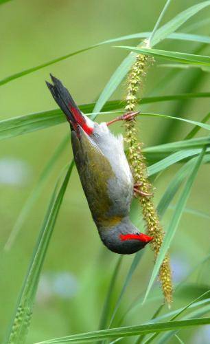 Red browed Finch