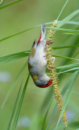 Red browed Finch