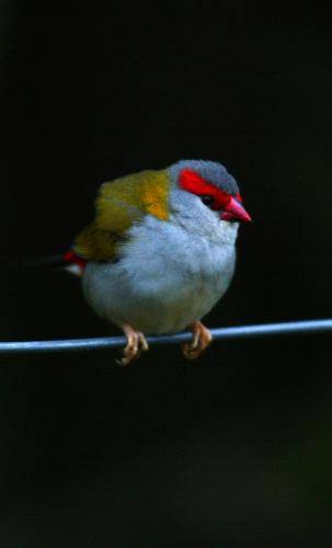 Red browed Finch